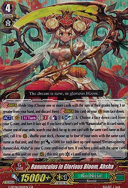 Rannunculus in Glorious Bloom, Ahsha