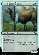 Shaggy Camel