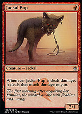 Jackal Pup