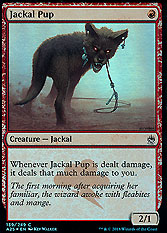 Jackal Pup