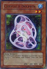 Chrysalis Dolphin