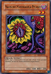 Magische Mandragola-Pflanze