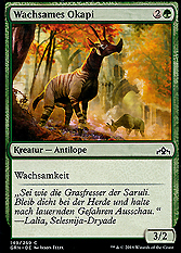 Wachsames Okapi