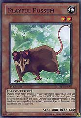 Playful Possum