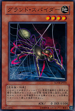 Ground Spider