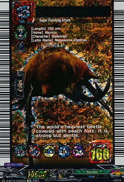 Elephant Beetle