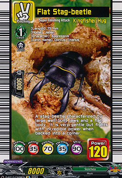 Flat Stag-beetle
