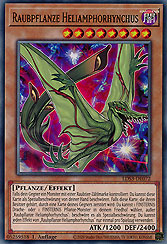 Raubpflanze Heliamphorhynchus