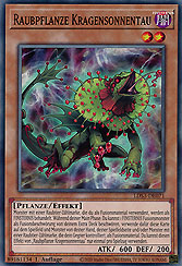 Raubpflanze Kragensonnentau