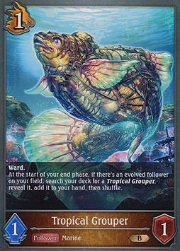 Tropical Grouper