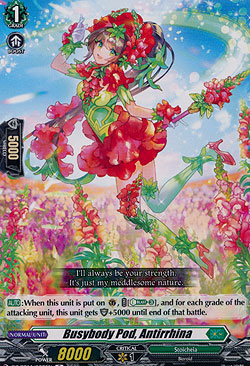 Busybody Pod, Antirrhina